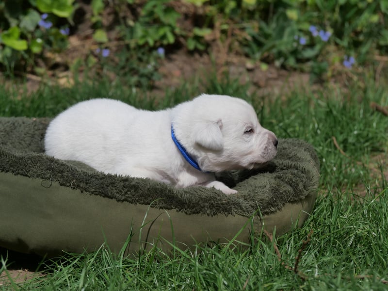 Labrador Retriever vom Waldgarten Herr Dunkelblau