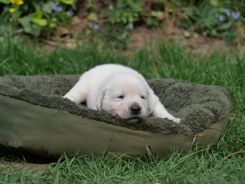 Labrador Retriever vom Waldgarten Herr Armeegrün