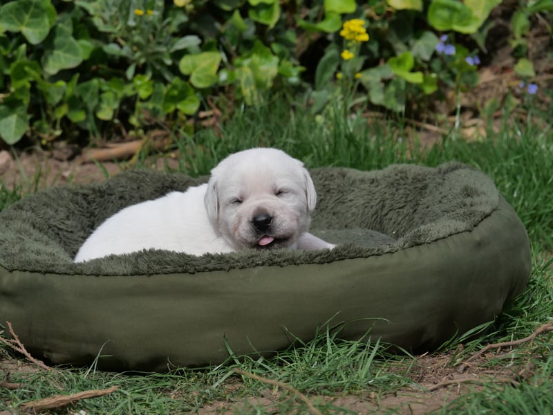 Labrador Retriever vom Waldgarten Frau Dunkelblau
