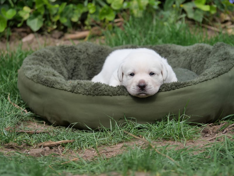 Labrador Retriever vom Waldgarten Frau Weiß