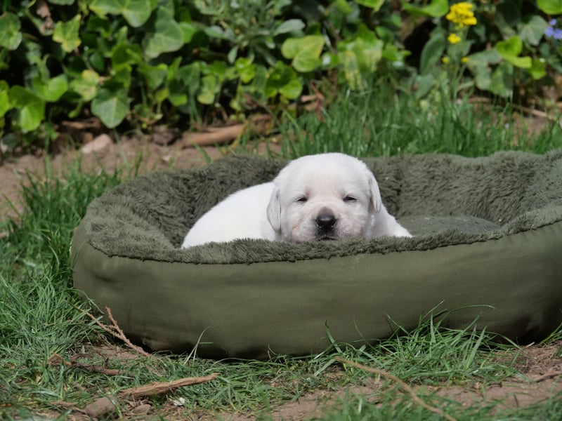 Labrador Retriever vom Waldgarten Frau Dunkelblau