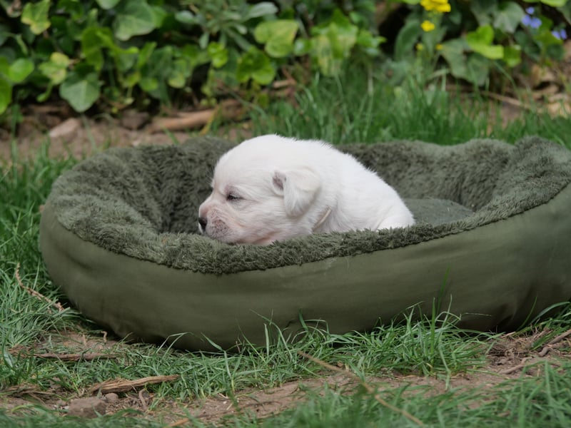 Labrador Retriever vom Waldgarten Frau Weiß