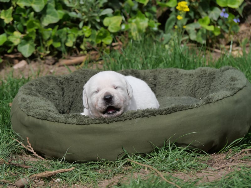 Labrador Retriever vom Waldgarten Frau Dunkelblau