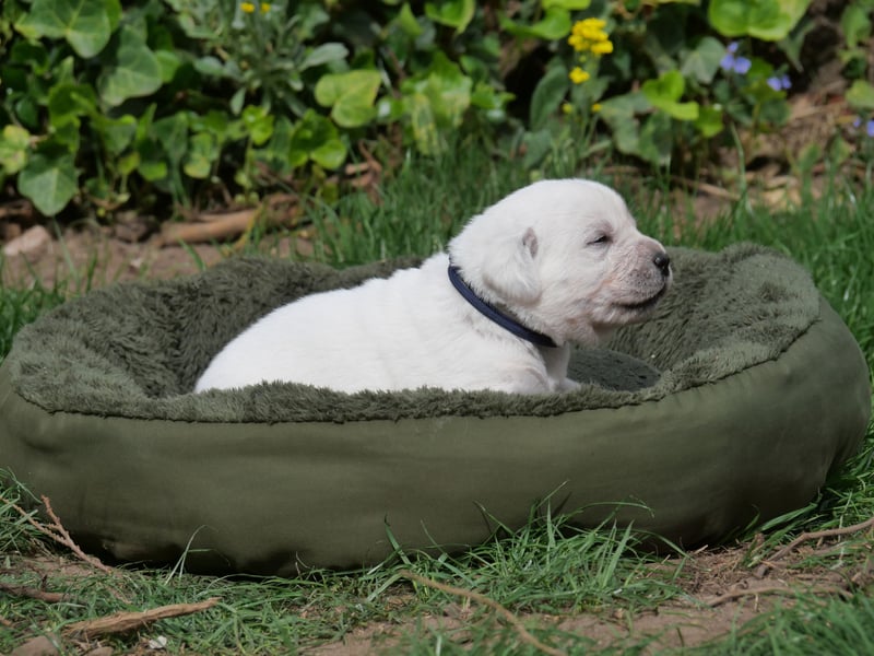 Labrador Retriever vom Waldgarten Frau Dunkelblau