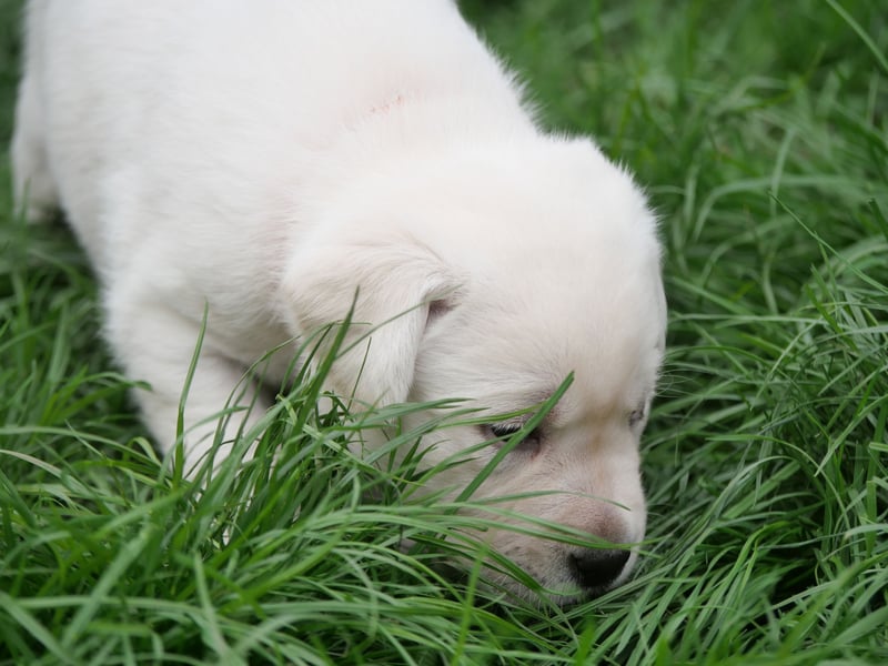 Labrador Retriever vom Waldgarten Frau Orange