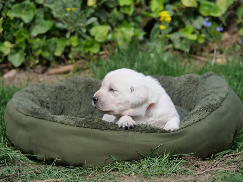 Labrador Retriever vom Waldgarten Frau Orange