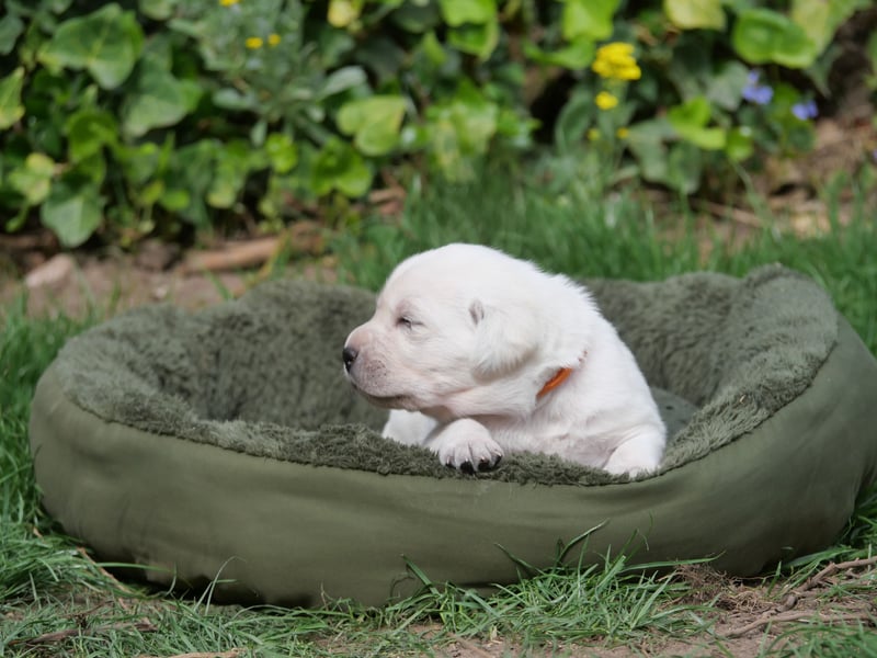 Labrador Retriever vom Waldgarten Frau Orange
