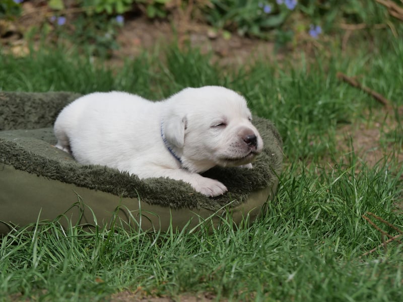 Labrador Retriever vom Waldgarten Herr Dunkelblau