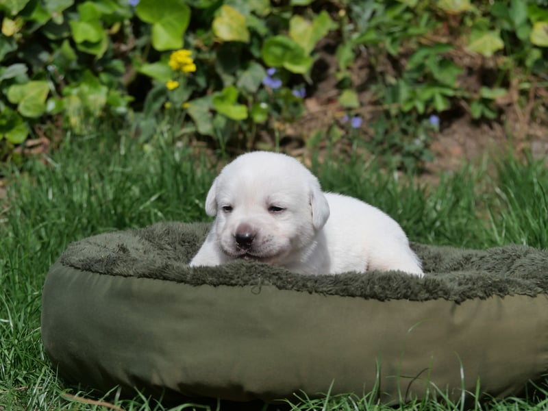 Labrador Retriever vom Waldgarten Herr Dunkelblau