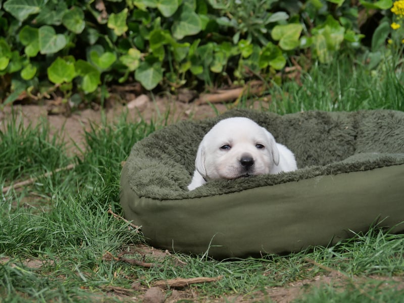 Labrador Retriever vom Waldgarten Frau Braun