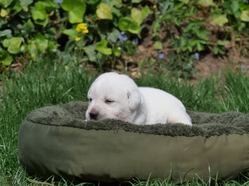 Labrador Retriever vom Waldgarten Herr Dunkelblau