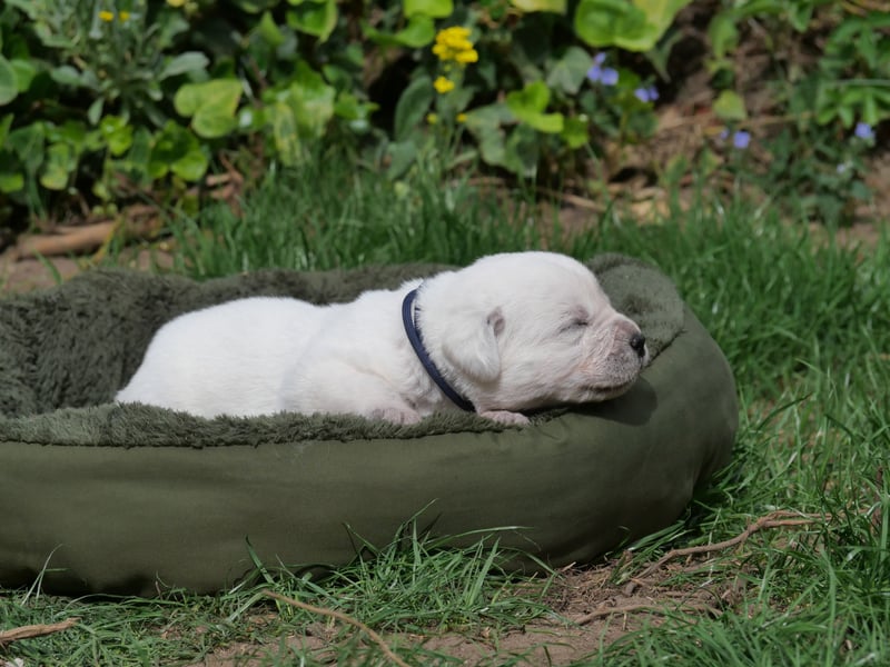 Labrador Retriever vom Waldgarten Frau Dunkelblau