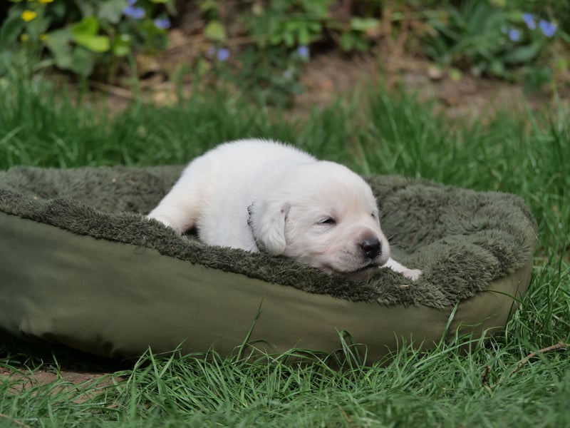 Labrador Retriever vom Waldgarten Herr Armeegrün
