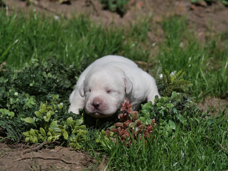 Labrador Retriever vom Waldgarten Frau Weiß
