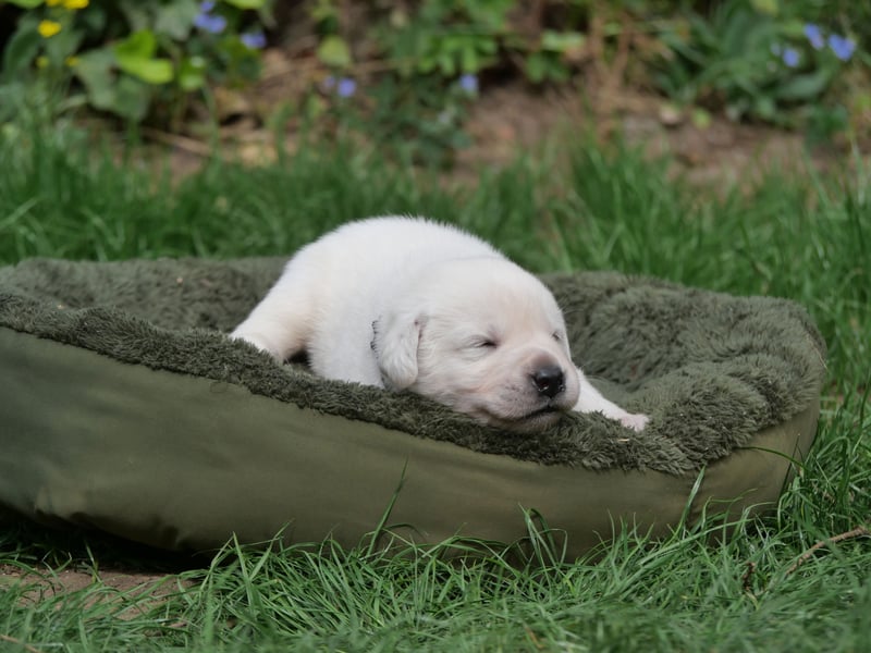 Labrador Retriever vom Waldgarten Herr Armeegrün
