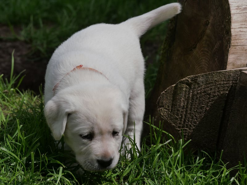 Labrador Retriever vom Waldgarten Frau Orange