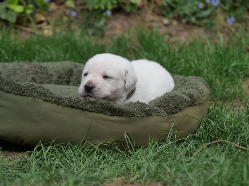 Labrador Retriever vom Waldgarten Herr Grau