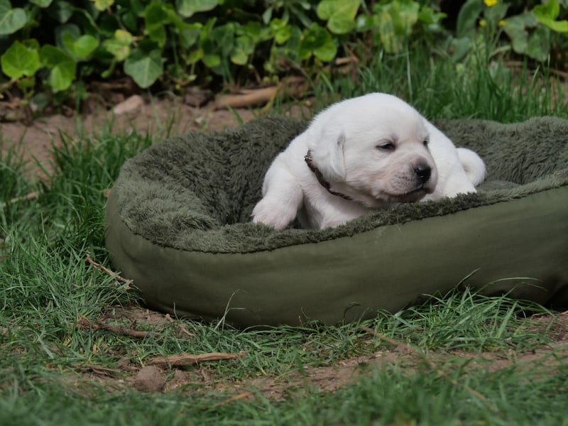 Labrador Retriever vom Waldgarten Frau Braun