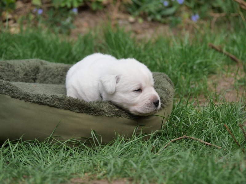 Labrador Retriever vom Waldgarten Herr Grau
