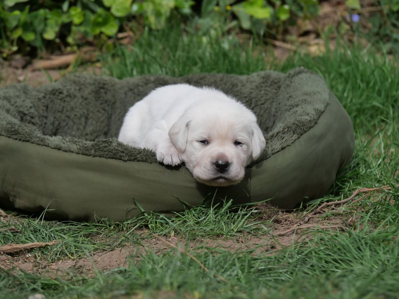 Labrador Retriever vom Waldgarten Frau Orange