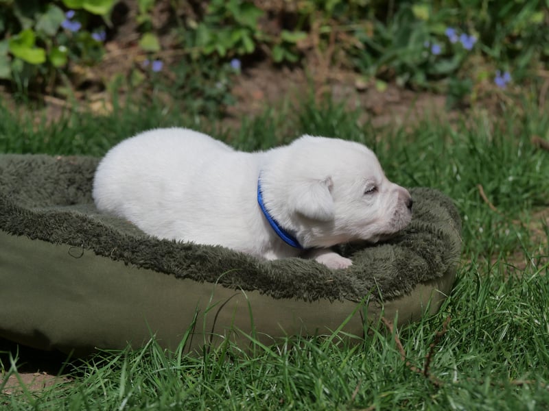 Labrador Retriever vom Waldgarten Herr Dunkelblau