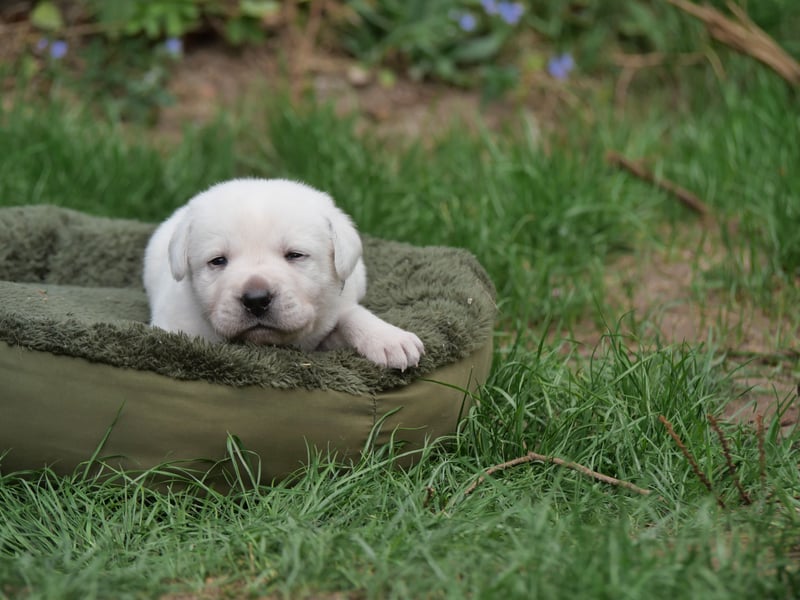 Labrador Retriever vom Waldgarten Herr Grau