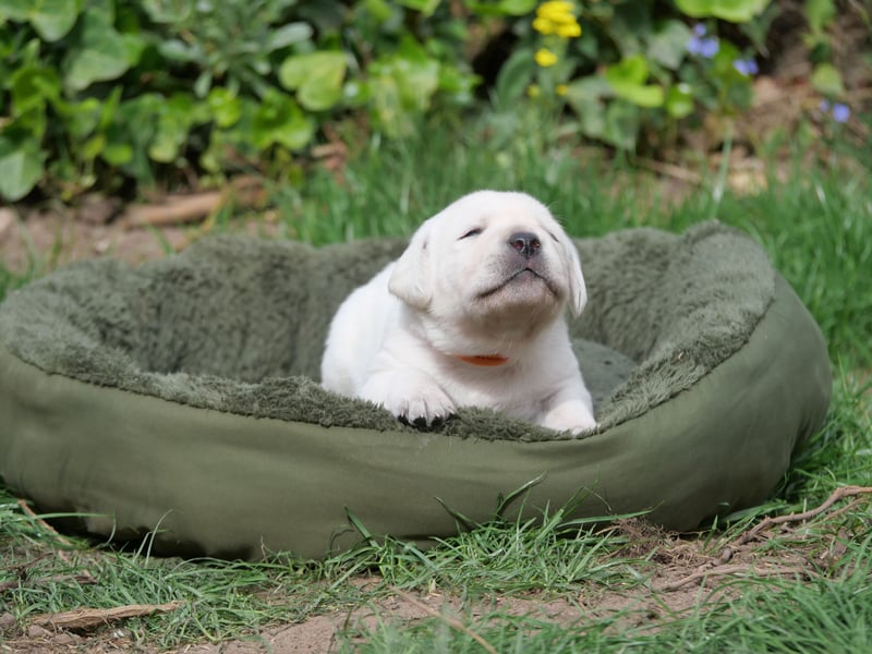 Labrador Retriever vom Waldgarten Frau Orange