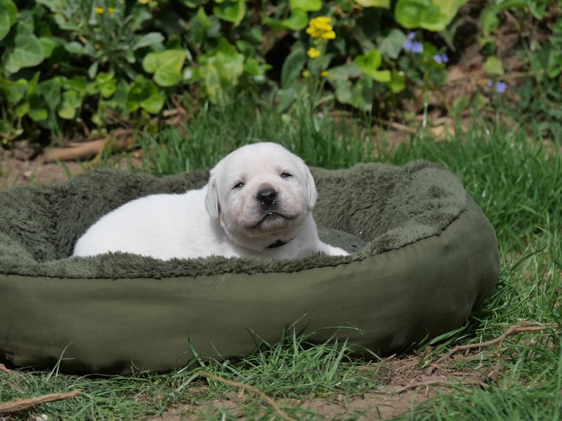 Labrador Retriever vom Waldgarten Frau Dunkelblau