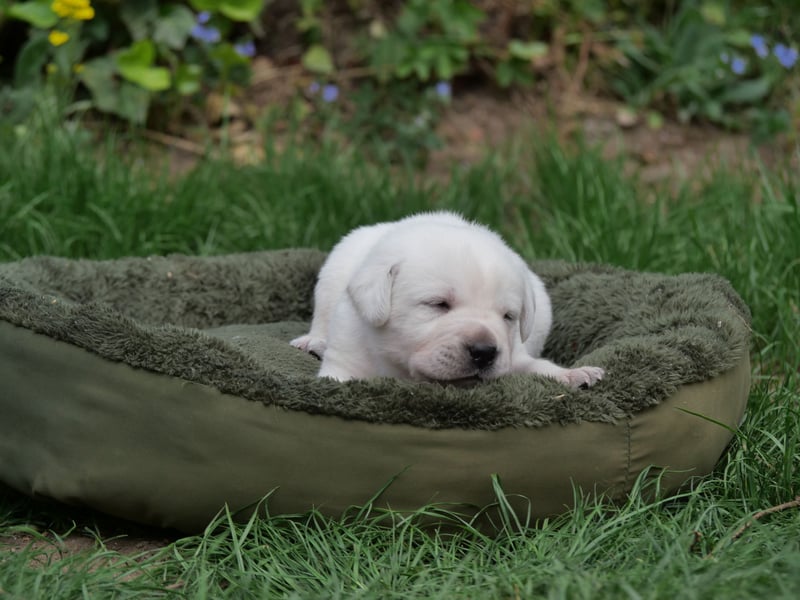 Labrador Retriever vom Waldgarten Herr Grau
