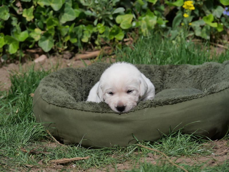 Labrador Retriever vom Waldgarten Frau Orange
