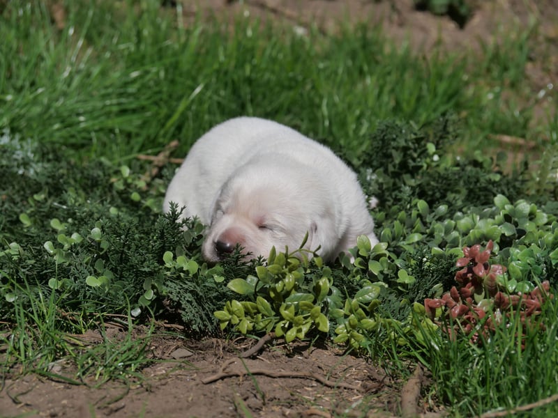 Labrador Retriever vom Waldgarten Frau Orange