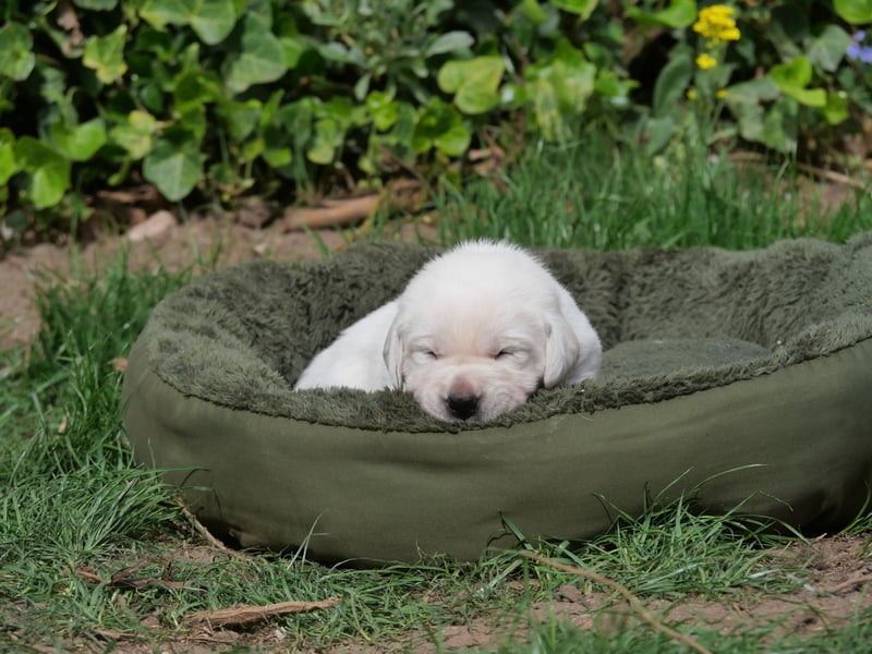 Labrador Retriever vom Waldgarten Frau Orange