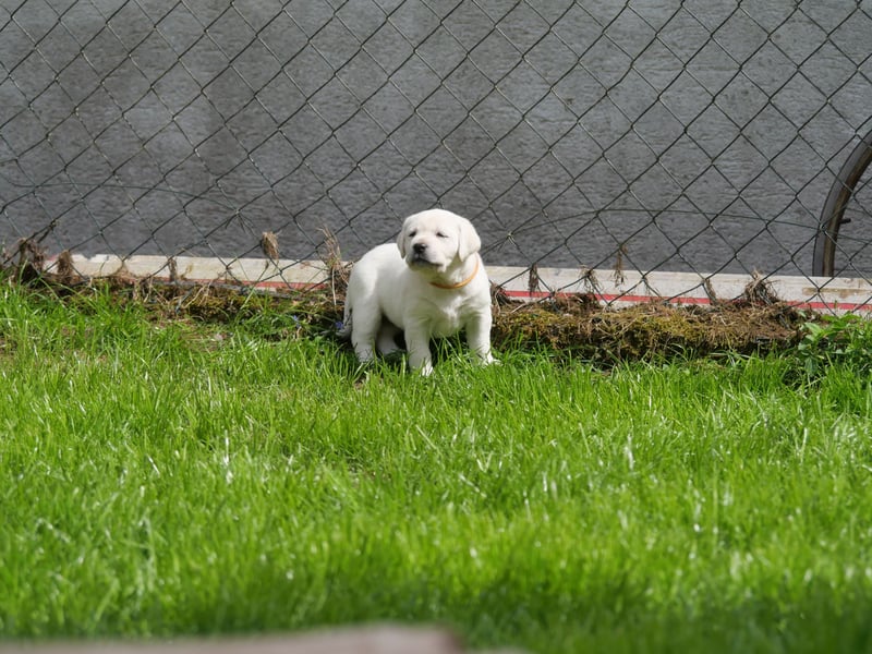 Labrador Retriever vom Waldgarten Frau Orange