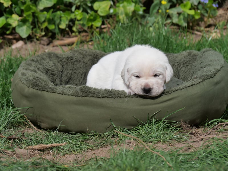 Labrador Retriever vom Waldgarten Frau Orange