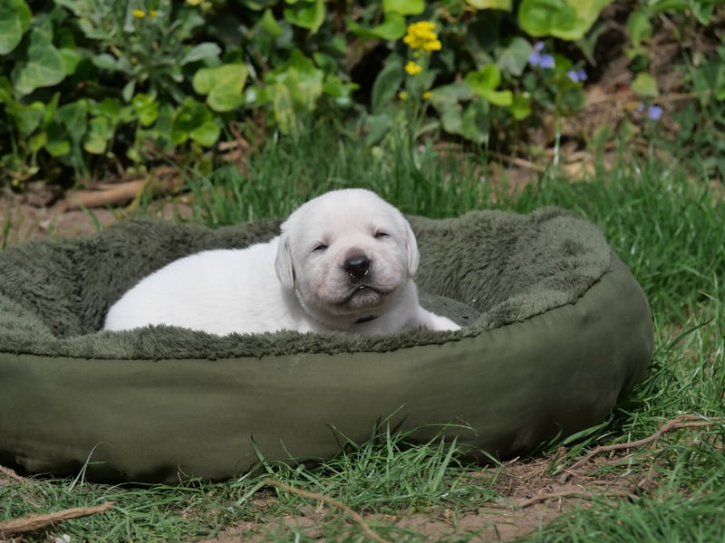 Labrador Retriever vom Waldgarten Frau Dunkelblau
