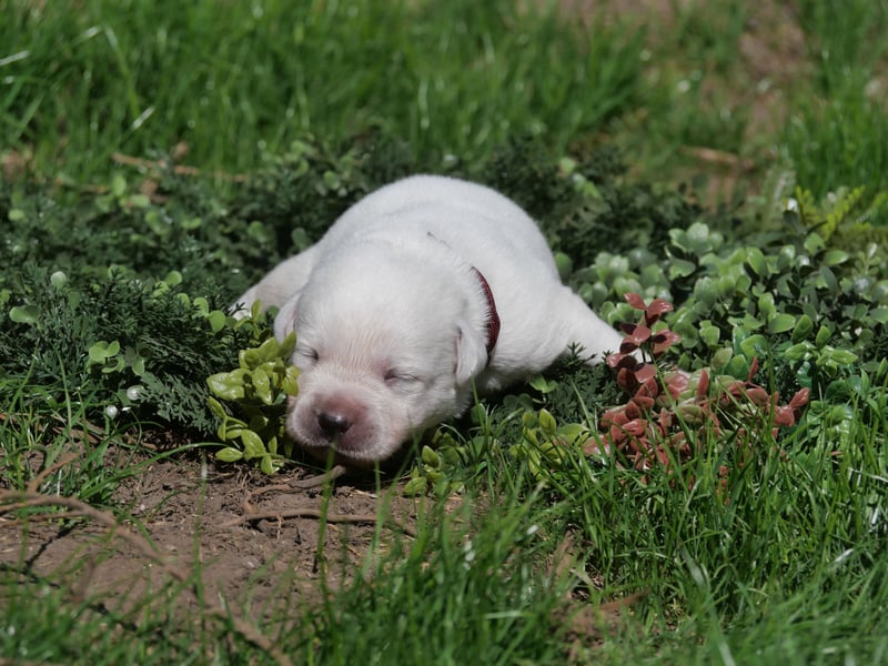 Labrador Retriever vom Waldgarten Herr Dunkelrot