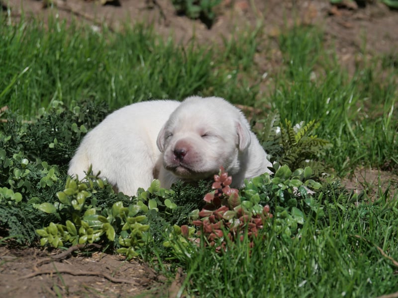 Labrador Retriever vom Waldgarten Frau Weiß
