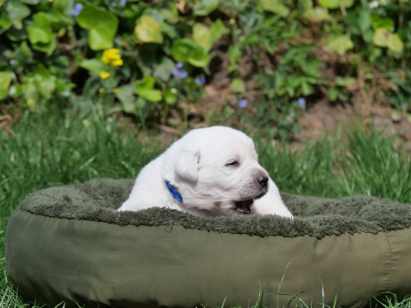 Labrador Retriever vom Waldgarten Herr Dunkelblau