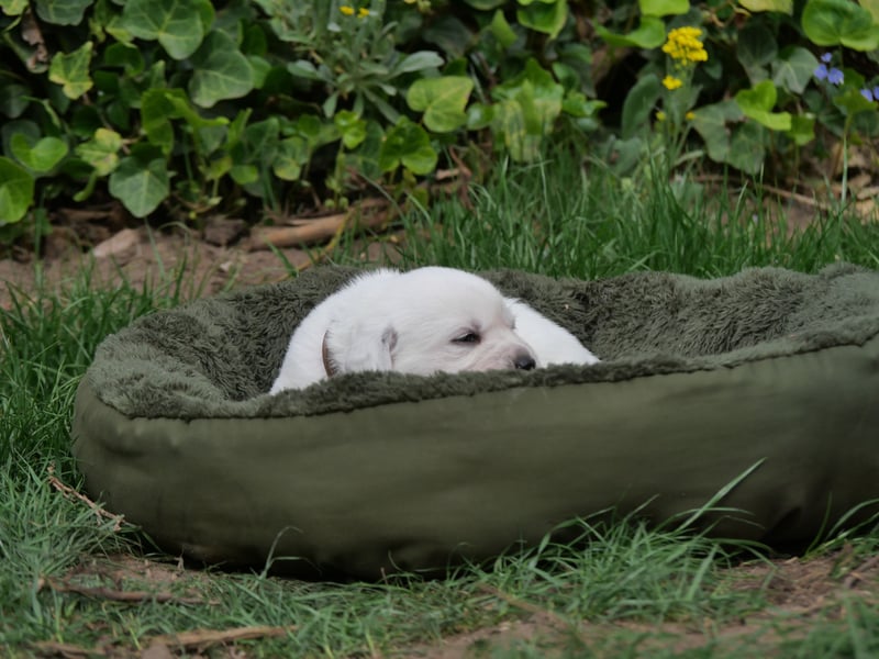 Labrador Retriever vom Waldgarten Frau Braun