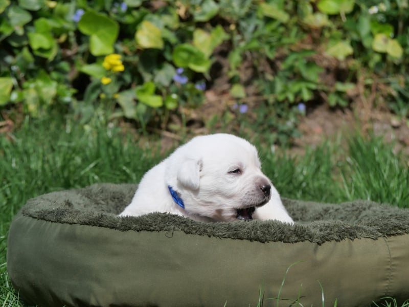 Labrador Retriever vom Waldgarten Herr Dunkelblau