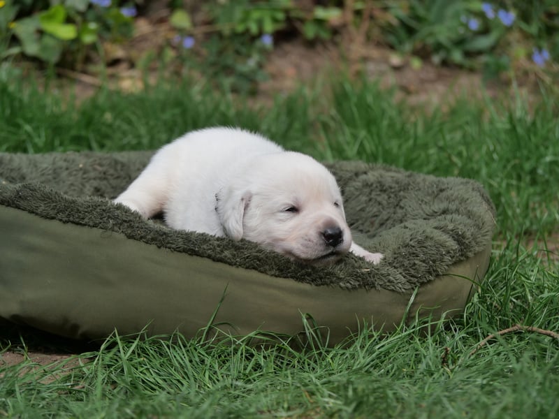 Labrador Retriever vom Waldgarten Herr Armeegrün