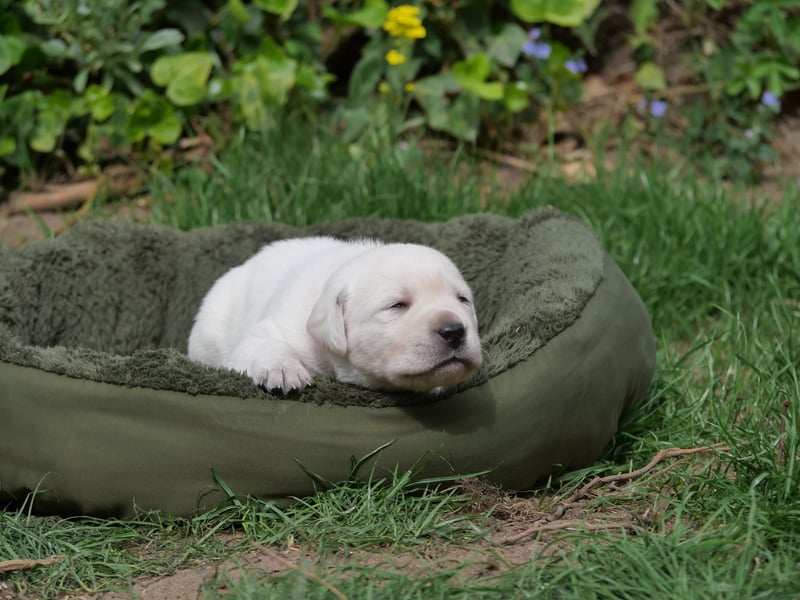 Labrador Retriever vom Waldgarten Frau Orange