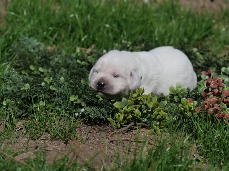 Labrador Retriever vom Waldgarten Herr Dunkelblau