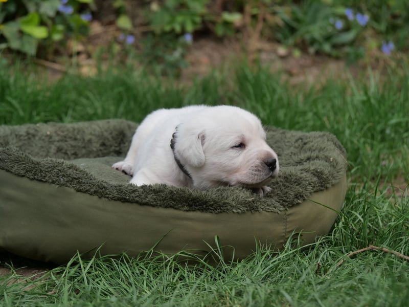 Labrador Retriever vom Waldgarten Herr Grau