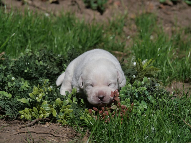 Labrador Retriever vom Waldgarten Frau Weiß