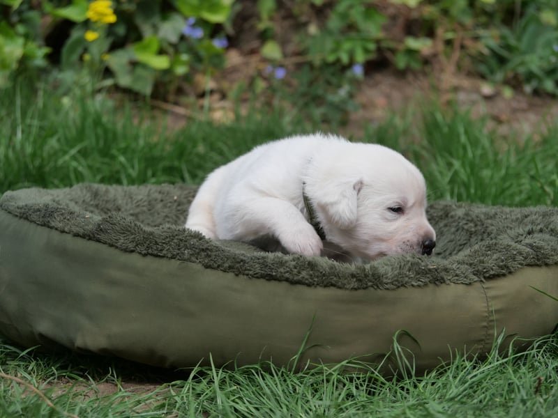 Labrador Retriever vom Waldgarten Herr Armeegrün