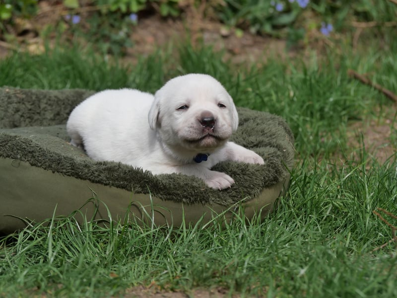 Labrador Retriever vom Waldgarten Herr Dunkelblau