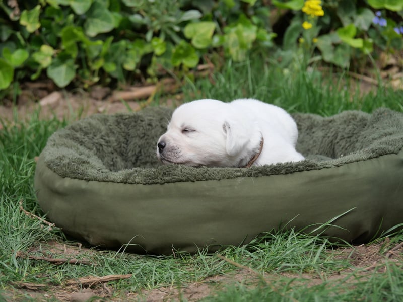 Labrador Retriever vom Waldgarten Frau Braun