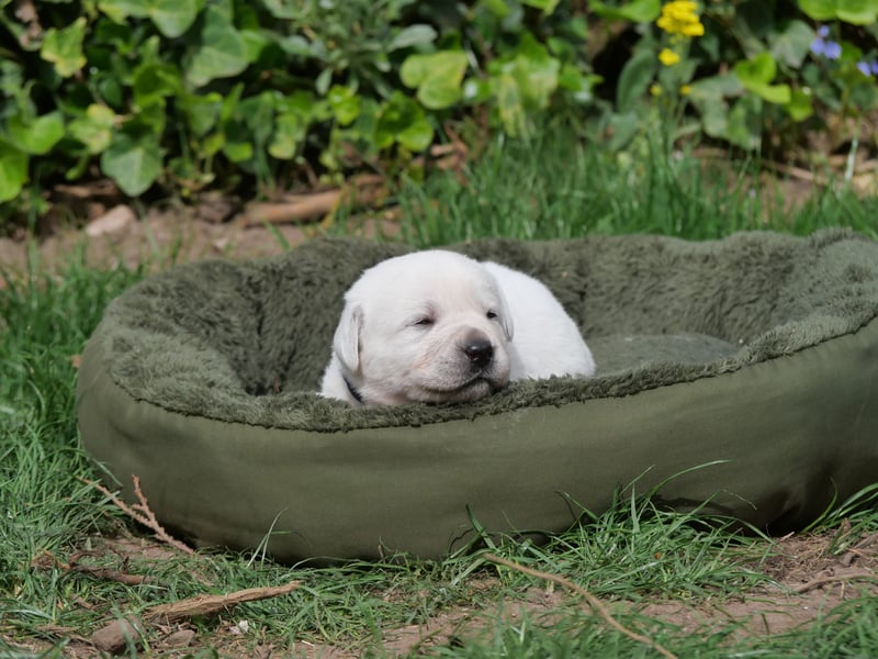 Labrador Retriever vom Waldgarten Frau Dunkelblau