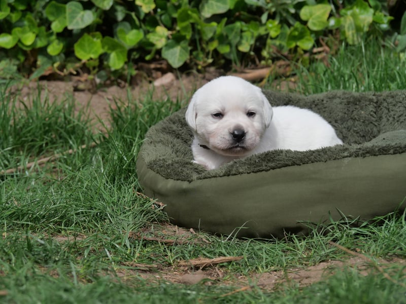 Labrador Retriever vom Waldgarten Frau Braun